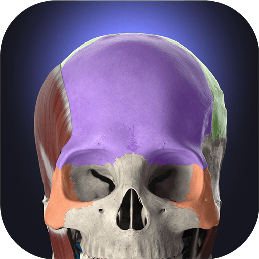 Anatomyka - 3D Anatomy Atlas