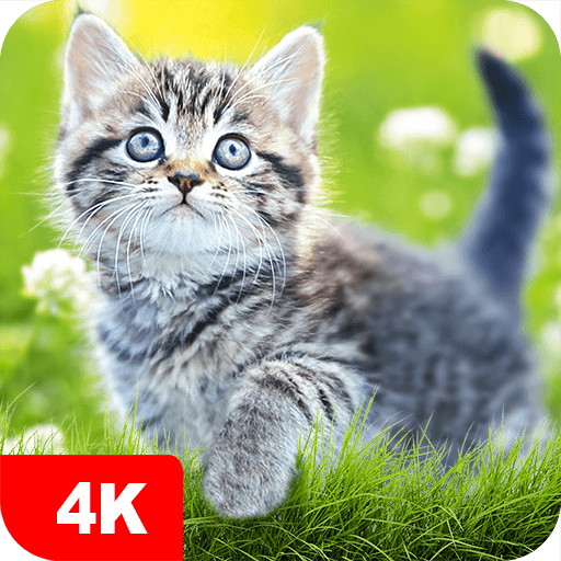 Cat Wallpapers & Cute Kittens