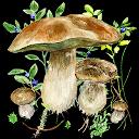 Mushrooms app