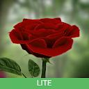 3D Rose Live Wallpaper Lite