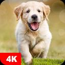 Dog Wallpapers & Puppy 4K